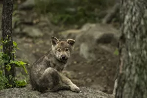 Images Dated 22nd June 2016: Gray Wolf Pup