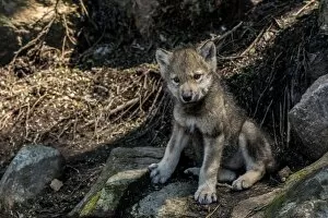 Images Dated 7th June 2017: Gray Wolf pup