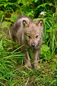 Images Dated 21st June 2014: Gray wolf pup