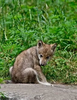 Images Dated 4th July 2014: Gray wolf pup