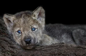 Images Dated 21st October 2018: Gray Wolf pup