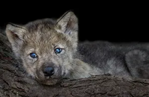 Images Dated 21st October 2018: Gray Wolf pup
