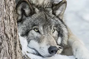 Images Dated 28th December 2016: Gray Wolf Resting In the Snow