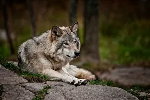 Images Dated 16th October 2015: Gray Wolf On Rock