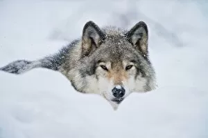 Images Dated 12th January 2015: Gray wolf in snow