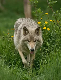 Images Dated 28th May 2014: Gray wolf in Summer