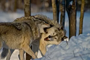 Images Dated 5th January 2016: Gray Wolves