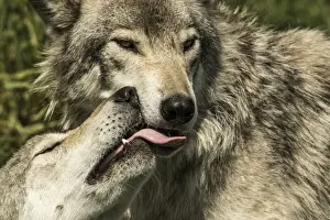 Gray Wolves