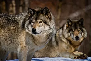 Images Dated 3rd March 2014: Gray Wolves