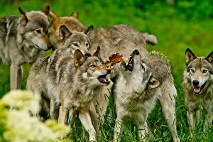 Images Dated 4th July 2014: Gray wolves at play
