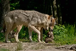 Images Dated 21st June 2014: Gray wolves and pup
