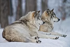 Images Dated 5th January 2016: Gray Wolves In Winter