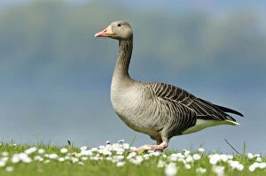 Graylag goose -Anser anser- standing in a meadow with daisies, Zug, Switzerland, Europe
