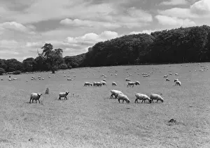 Skyscape Prints: Grazing Safely