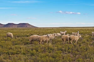 Large Group Of Animals Collection: Grazing Sheep, Bitter Springs, Hopi Indian Reservation, Arizona, USA