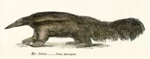 Images Dated 3rd April 2017: Great Ant eater engraving 1803