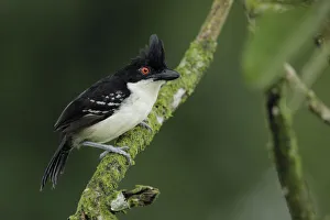 Images Dated 27th August 2018: Great Antshrike (Taraba major)