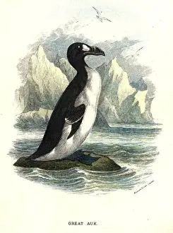 The Great Auk