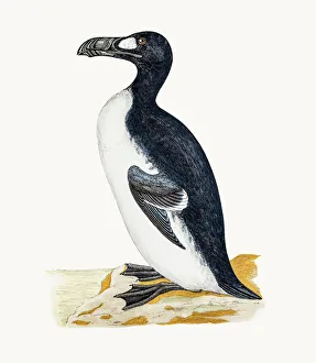Images Dated 10th June 2016: Great Auk bird