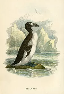 Images Dated 29th September 2017: Great Auk birds from Great Britain 1897