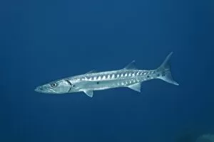 Marine Animal Collection: Great Barracuda -Sphyraena barracuda-, Little Tobago, Trinidad and Tobago