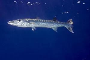 Marine Animal Collection: Great Barracuda -Sphyraena barracuda-, Palau