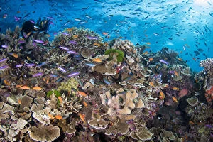Images Dated 19th August 2015: Great Barrier Reef
