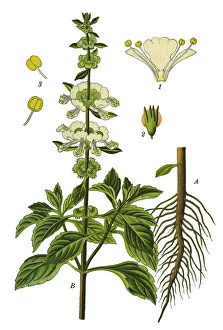 Images Dated 9th April 2019: great basil