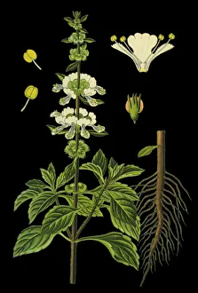 Images Dated 9th April 2019: great basil