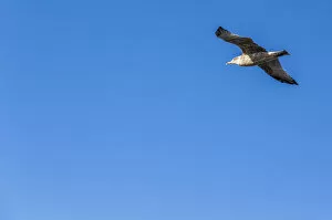 Faro District Gallery: Great Black-backed Gull -Larus marinus- in flight, Carrapateira, Algarve, west coast, Portugal
