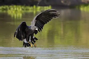 Great Black Hawk (Buteogallus urubitinga)