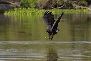 Images Dated 20th September 2018: Great Black Hawk (Buteogallus urubitinga)
