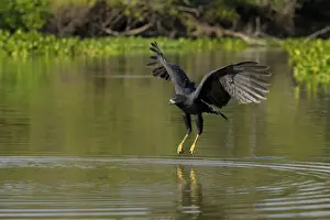 Great Black Hawk (Buteogallus urubitinga)