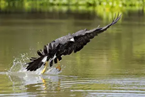 Great Black Hawk (Buteogallus urubitinga)