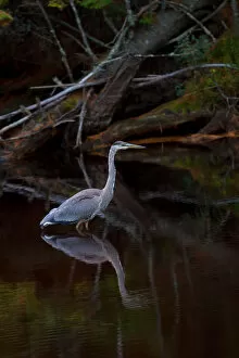 Images Dated 4th October 2013: Great Blue Heron