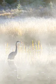 Images Dated 9th October 2013: Great Blue Heron