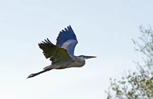 Images Dated 20th February 2013: Great Blue Heron