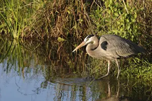 Great blue heron, Ardea herodias, stalking prey. Everglades National Park, Florida, USA. UNESCO World Heritage Site (Biosphere Reserve)