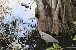 Great blue heron, Ardea herodias, stalks a fish as an alligator, Alligator mississippiensis, stalks the stalker