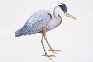 Feathers Collection: Great Blue Heron (Ardea herodias), with long legs and silver-blue feathers, side view
