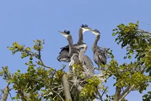 Great blue heron chicks