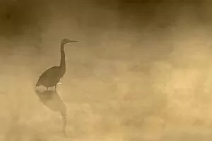 Images Dated 9th October 2013: Great Blue Heron in fog