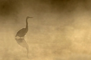 Images Dated 9th October 2013: Great Blue Heron in fog
