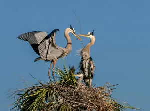 Images Dated 1st March 2014: Great blue heron, nest building, baby