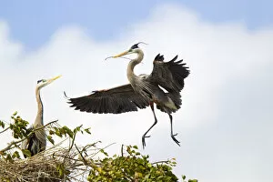 Susan Gary Photography Gallery: Great blue herons