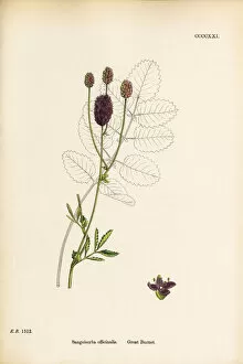 Images Dated 19th September 2017: Great Burnet, Sanguisorba officinalis, Victorian Botanical Illustration, 1863