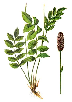 Great Burnet, Sanguisorba officinalis