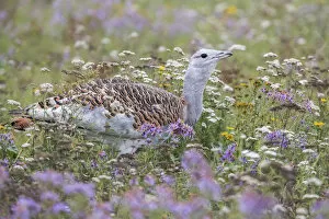 Images Dated 7th October 2014: Great Bustard -Otis tarda- on a field with wild flowers, Hungary