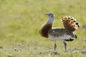 Images Dated 31st March 2011: Great Bustard -Otis tarda-, male, roaming the steppe of the Extremadura, Spain, Europe