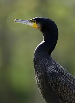 Phalacrocoracidae Prints: Great Cormorant or Black Great Cormorant -Phalacrocorax carbo
